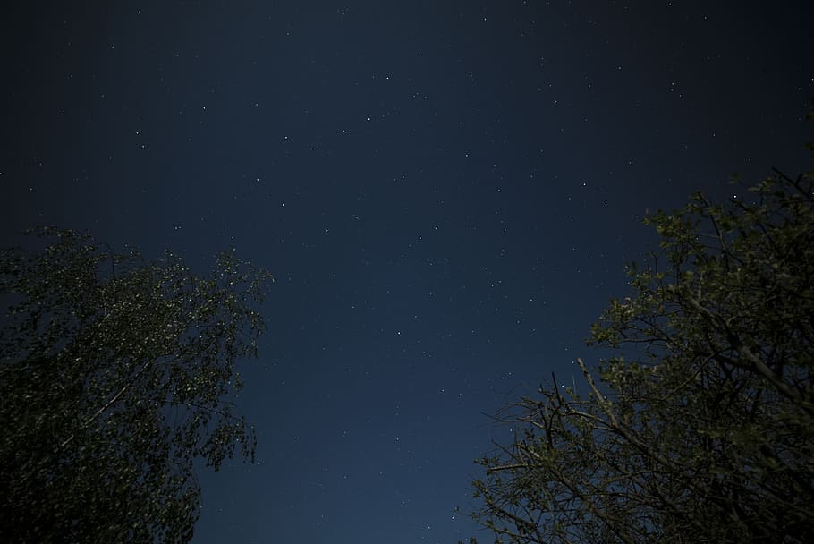 tree, sky, plant, star - space, night, astronomy, beauty in nature HD wallpaper