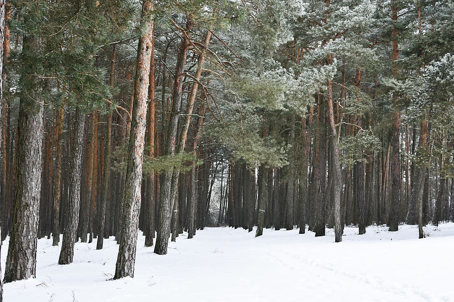 forest, winter, pine forest, hoarfrost, snow, wintry forest HD wallpaper
