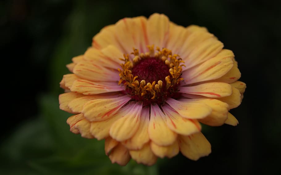 flora, fauna, flowers, macro, flowering plant, fragility, vulnerability HD wallpaper
