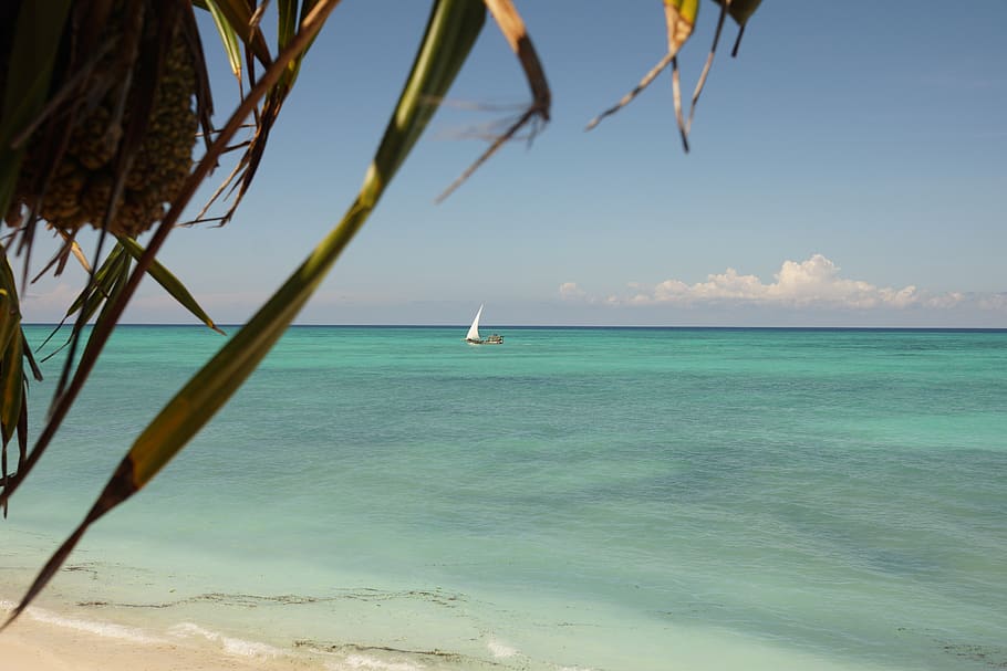 tanzania, unguja, sea, palm, boat, zanzibar, beach, water, sky HD wallpaper