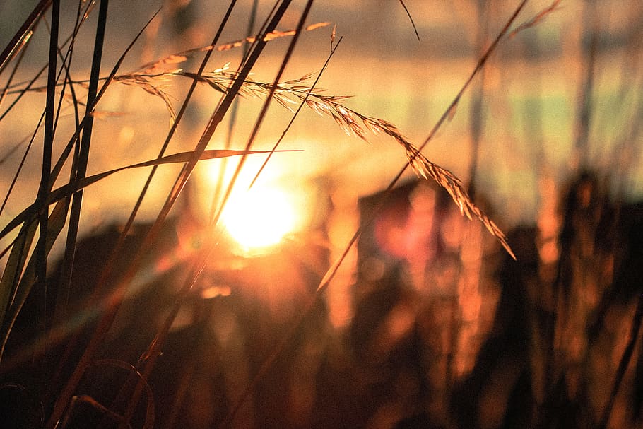sunset, dusk, plants, crops, agriculture, rural, countryside HD wallpaper