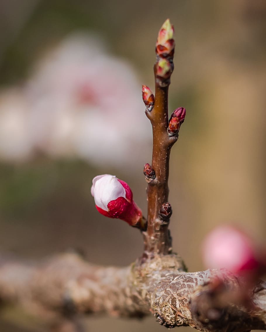 bud, spring, apricots, close up, garden, nature, bloom, pink HD wallpaper