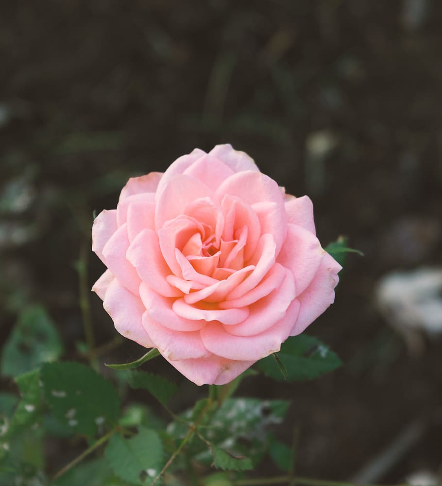 pink rose, flora, petals, garden, romantic, valentine, nature HD wallpaper
