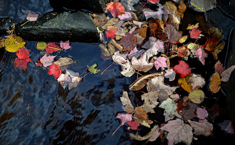 leaf, leaves, autumn, red, colour, season, stream, forest, river HD wallpaper