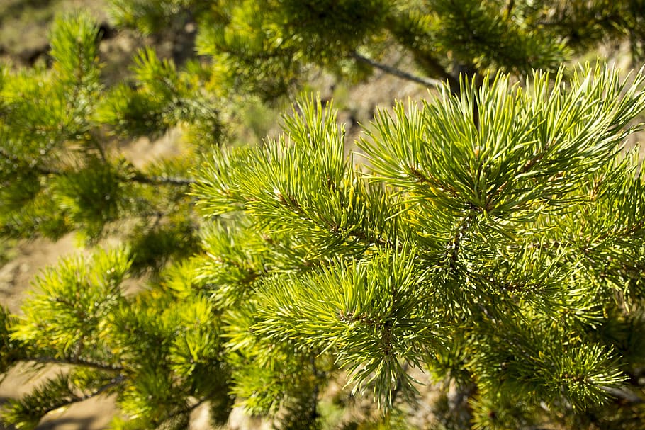 russia, listvyanka, plant, tree, green color, growth, branch HD wallpaper