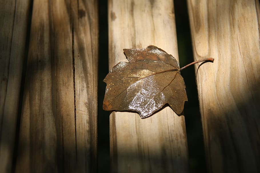 leaf, tree, bench, wet, brown, wood - material, close-up, no people HD wallpaper