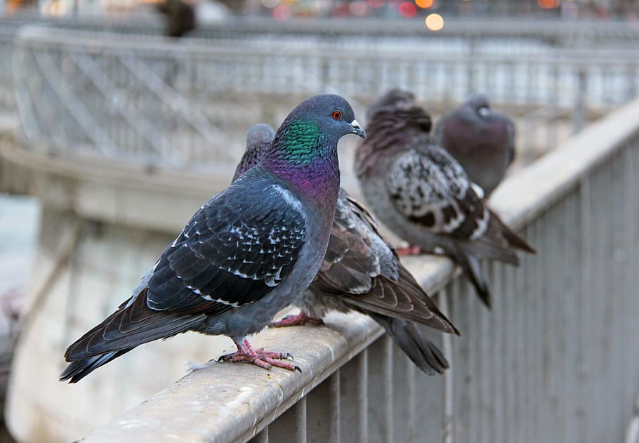 HD wallpaper: bird, animal, switzerland, geneva, dove, pigeon, wildlife ...