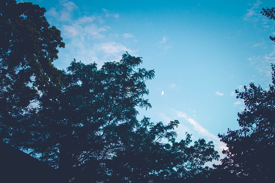 canada, toronto, trees, dusk, moon, night fall, evening light HD wallpaper