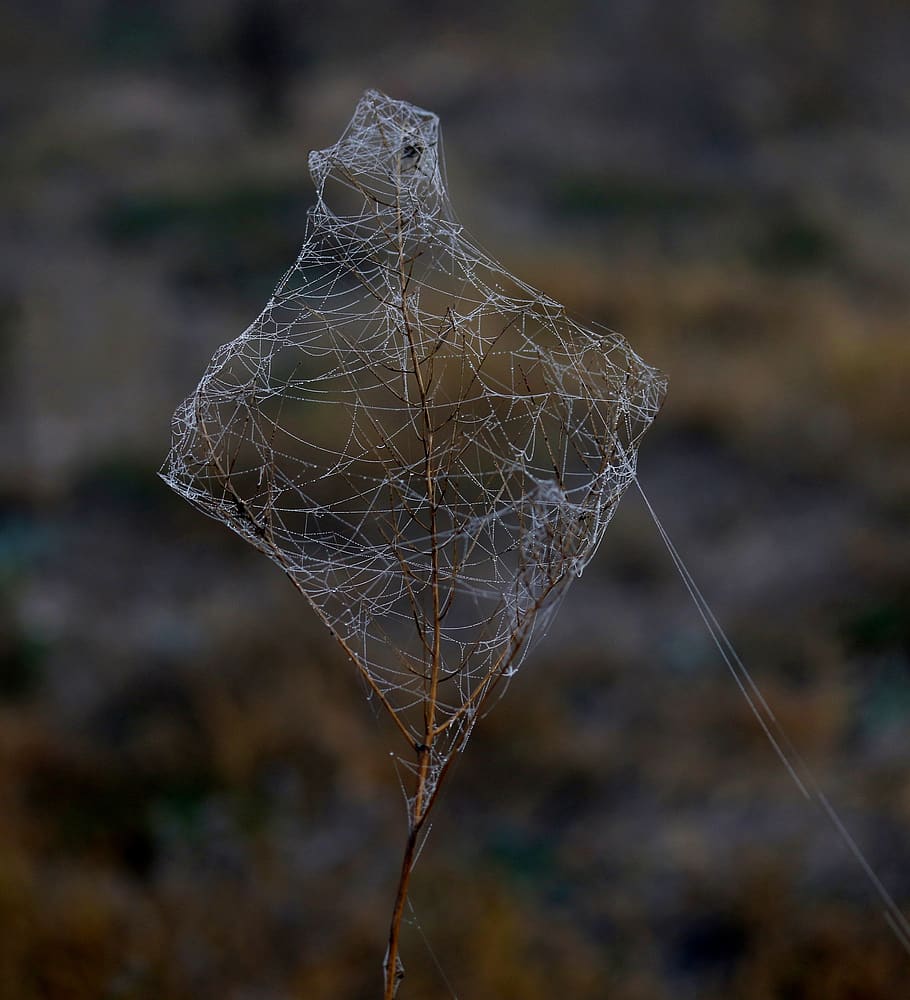 spider web, wet, dew, water, autumn, morning, close-up, focus on foreground HD wallpaper