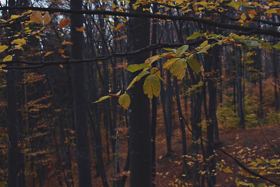 Green Leafed Trees, branch, branches, color, daylight, environment HD wallpaper