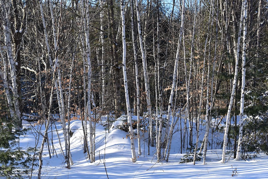 birch trees, snow, shadows, winter, landscape, forest, cold temperature HD wallpaper