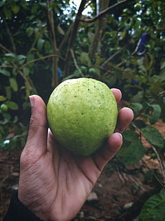 guava, fruit, palm, hand, oneplus 5, shotononeplus, texture HD wallpaper