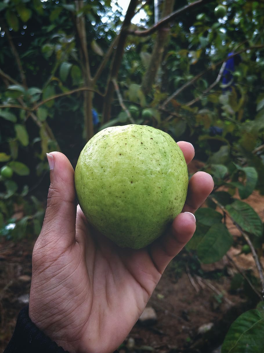 Live World Hybrid Guava/Amrud Live Fruit Plant for Garden(Green, Pack of 1)  : Amazon.in: Garden & Outdoors