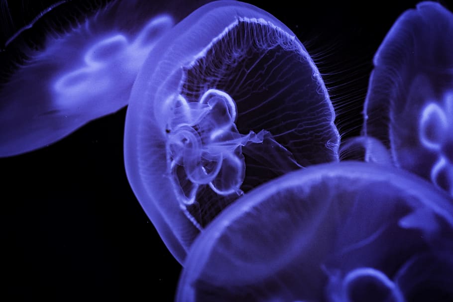 jelly fish, jellyfish, meditation, relaxed, wave, sea wave, water HD wallpaper