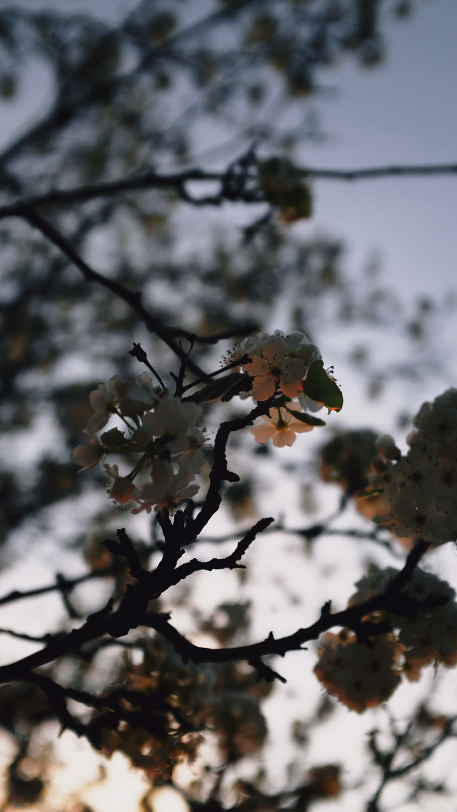 tree, plant, leaf, flower, outdoors, ice, nature, fir, abies HD wallpaper