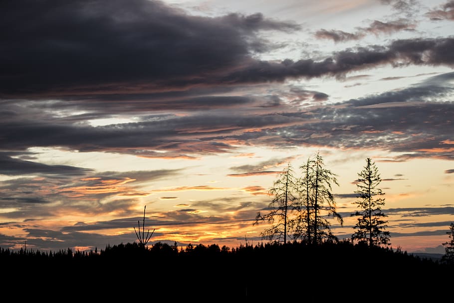 evening, tree, so, sunset, nature, dusk, sky, landscape, abendstimmung HD wallpaper
