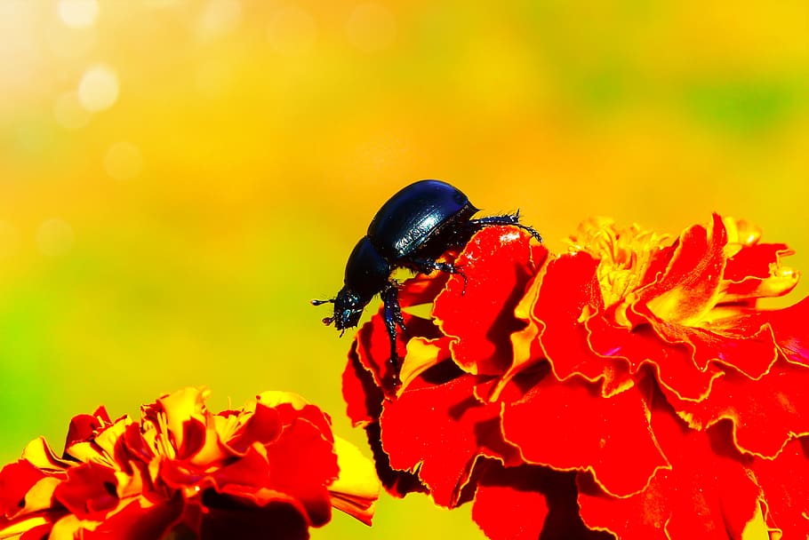 black bug on flower, petal, blossom, plant, bee, animal, insect HD wallpaper