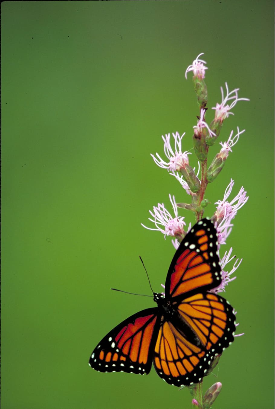 viceroy, butterfly, insect, nature, flower, garden, animal wildlife HD wallpaper