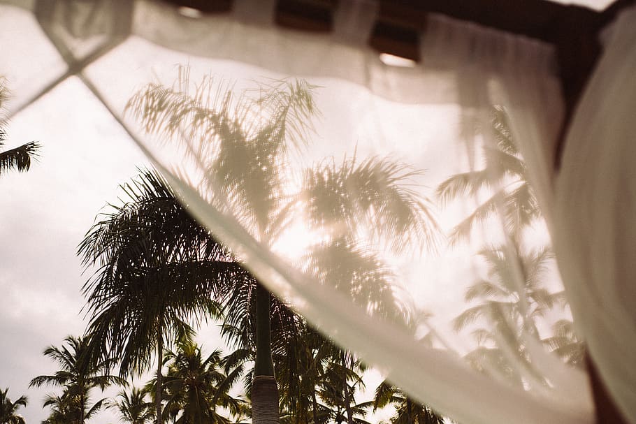 Green Palm Trees, beach, blue sky, cabana, curtain, daylight HD wallpaper