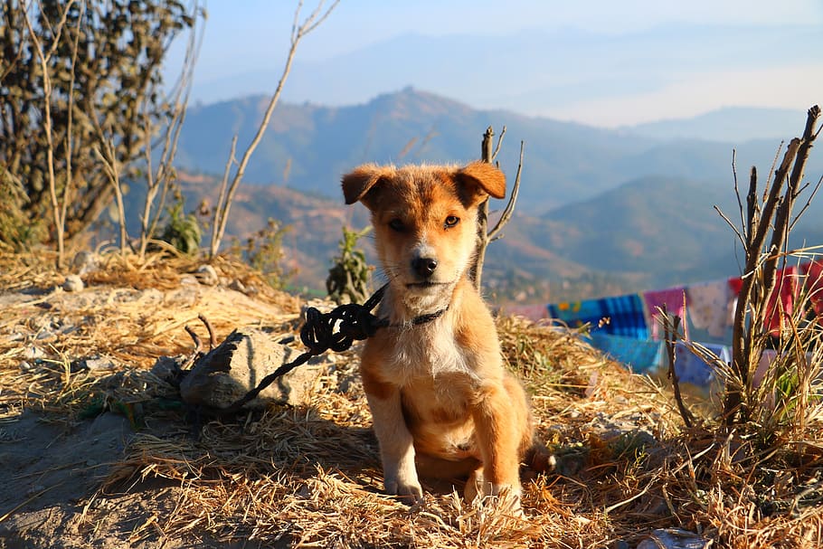 nepal, puppy, mountain, one animal, animal themes, mammal, domestic animals HD wallpaper