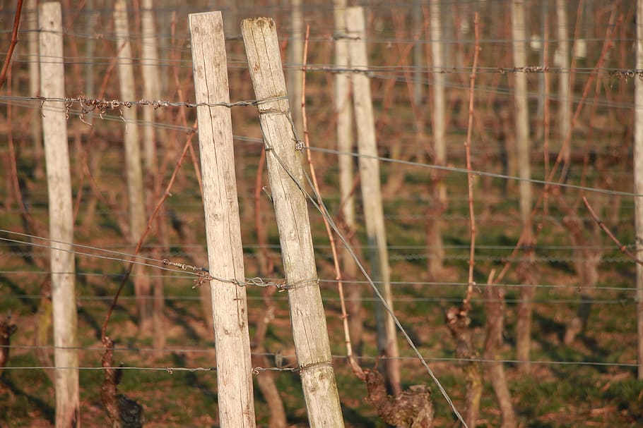 wood, plant, tree, tree trunk, wine, winter, rheinhessen, fence HD wallpaper
