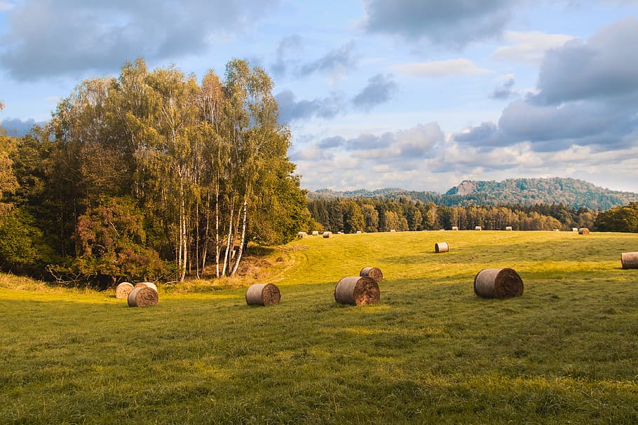 Summer beautiful meadow and sky with clouds, plant, cloud - sky HD wallpaper