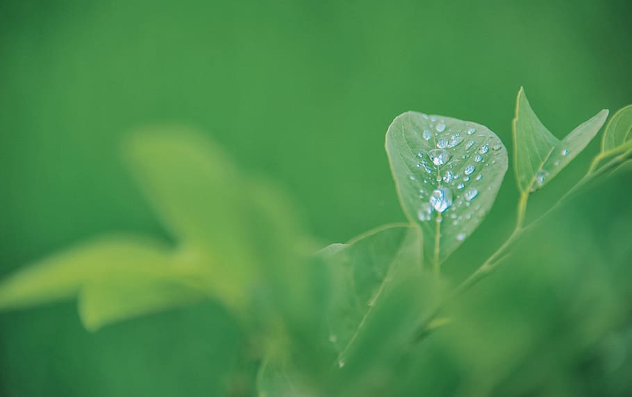 Green Leaf Plant, bright, close-up, dew, drop, droplets, freshness HD wallpaper