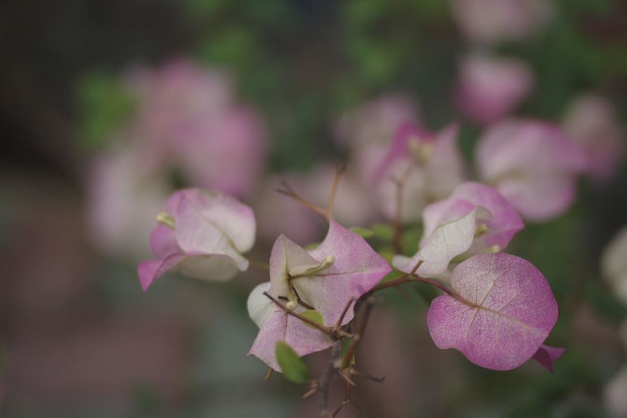 purple petaled flower, plant, leaf, blossom, paper, art, origami HD wallpaper