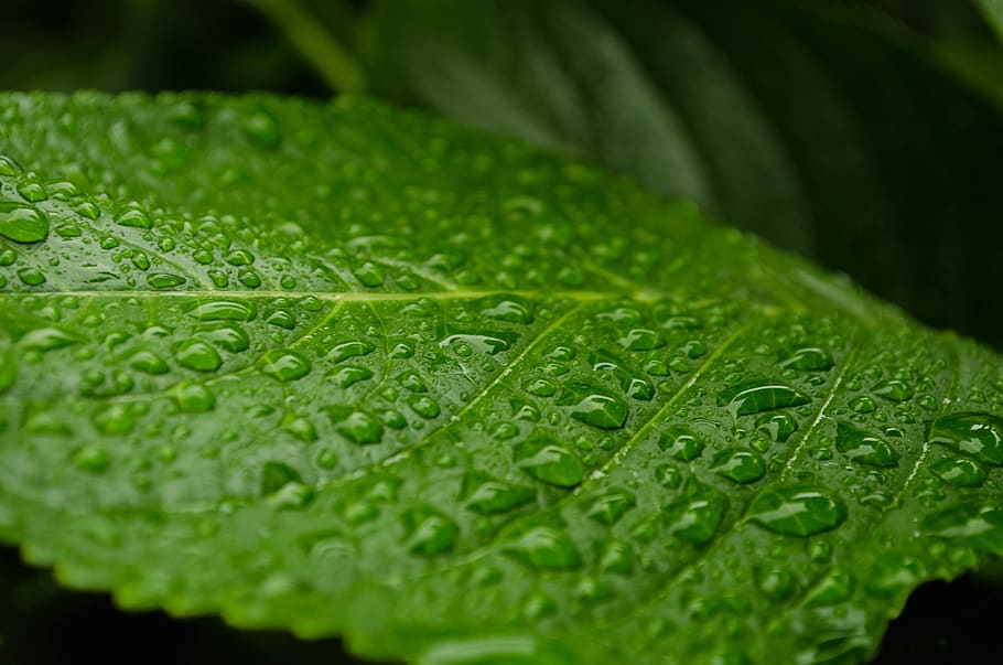 spain, asturias, drop, green color, wet, leaf, water, plant part HD wallpaper