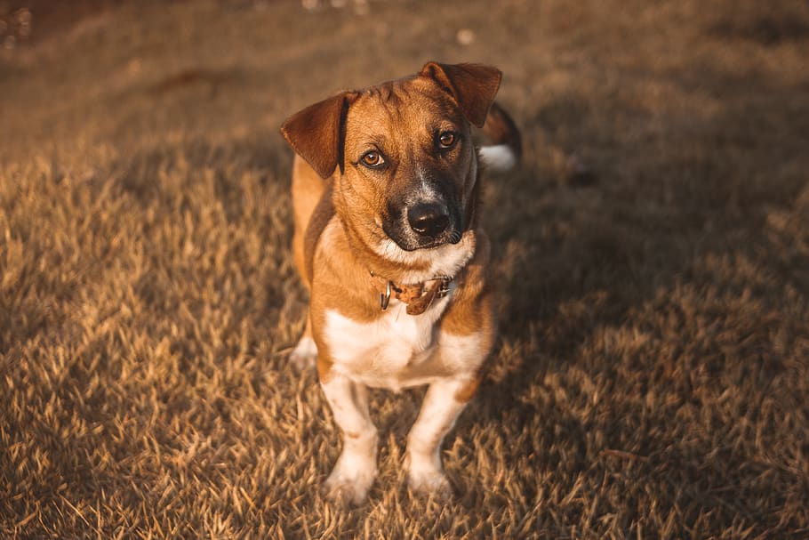 tan dog standing on grass, one animal, canine, pets, domestic HD wallpaper