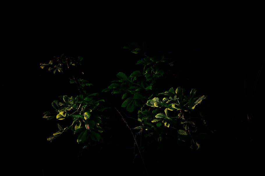 nature, light, shrubbery, plant, plants, forest, green, plant part HD wallpaper