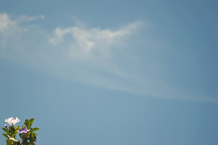 sky, cloud - sky, beauty in nature, flower, plant, flowering plant HD wallpaper