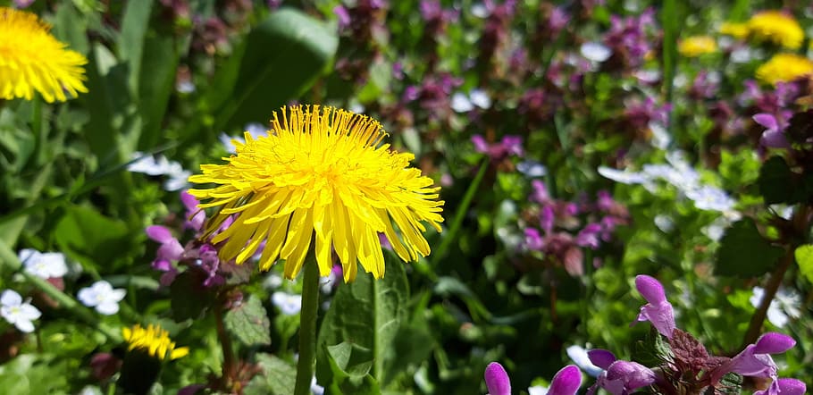 dandelion, flower, spring, garden, weed, yellow, flowering plant HD wallpaper