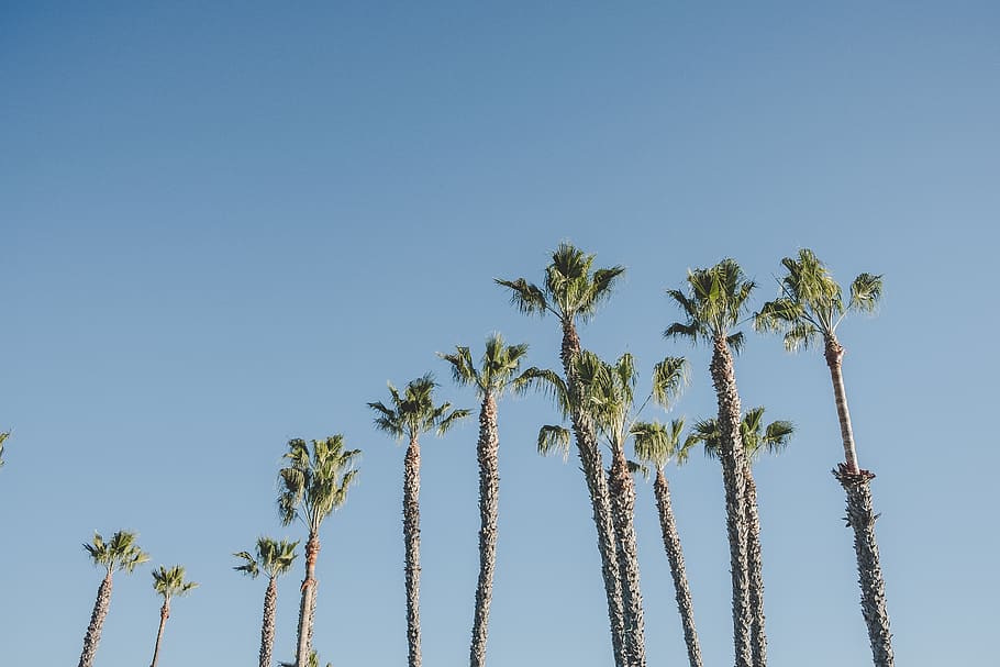 green palm trees, plant, arecaceae, summer, outdoors, nature HD wallpaper