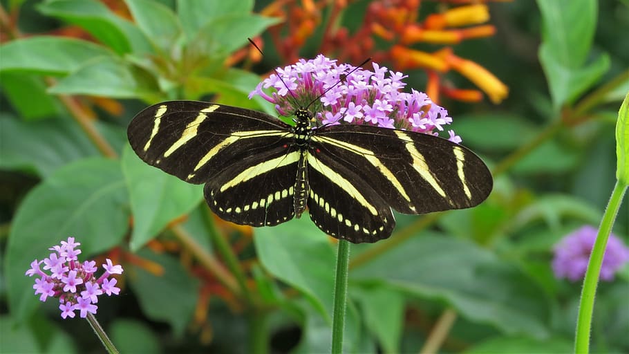 butterfly, insect, black, plant, white, wings, wildlife, nature HD wallpaper