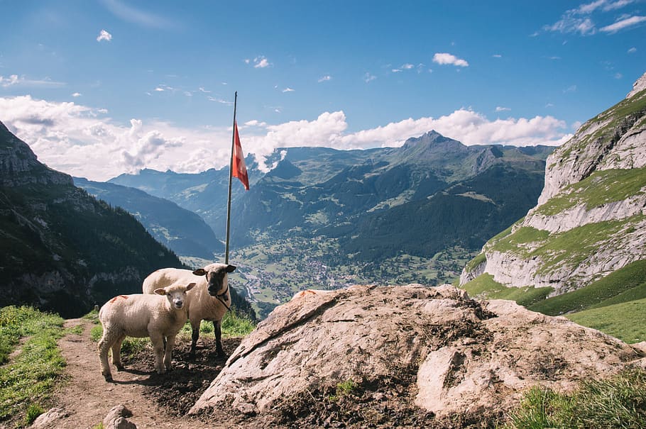 switzerland, grindelwald, sheep, clouds, sky, hiking, valley HD wallpaper