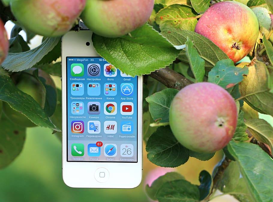 White Iphone 4 Hanging on Branch, apple, apple tree, blur, cellphone HD wallpaper
