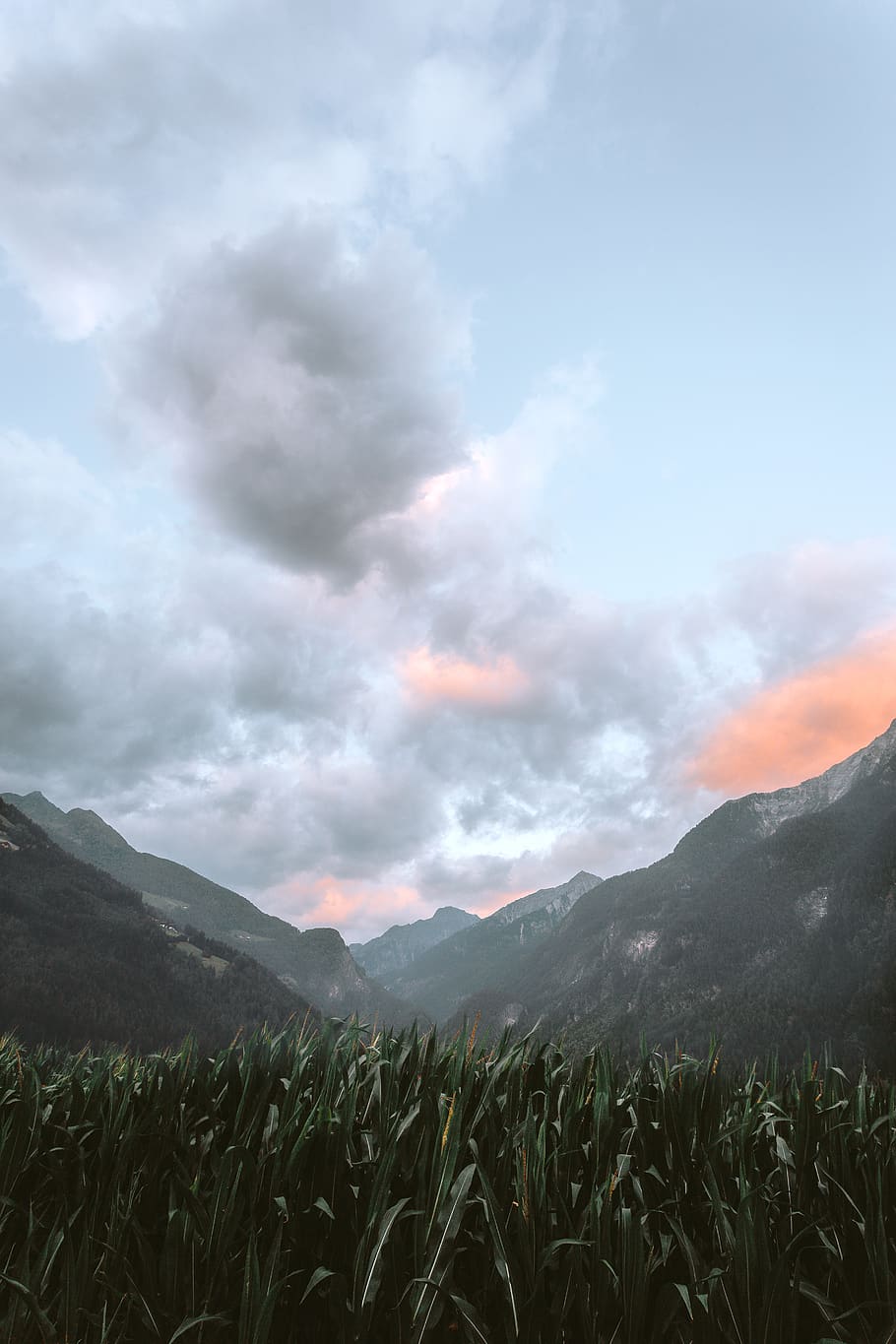 green grass overlooking mountains during daytime, plant, flora HD wallpaper