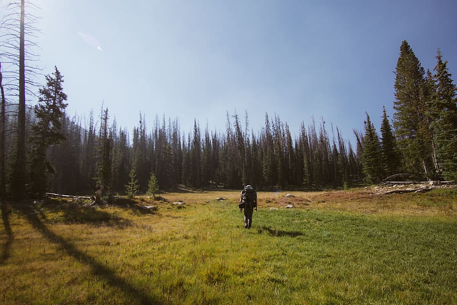 forest, backpacking, hiking, adventure, trees, plant, land HD wallpaper