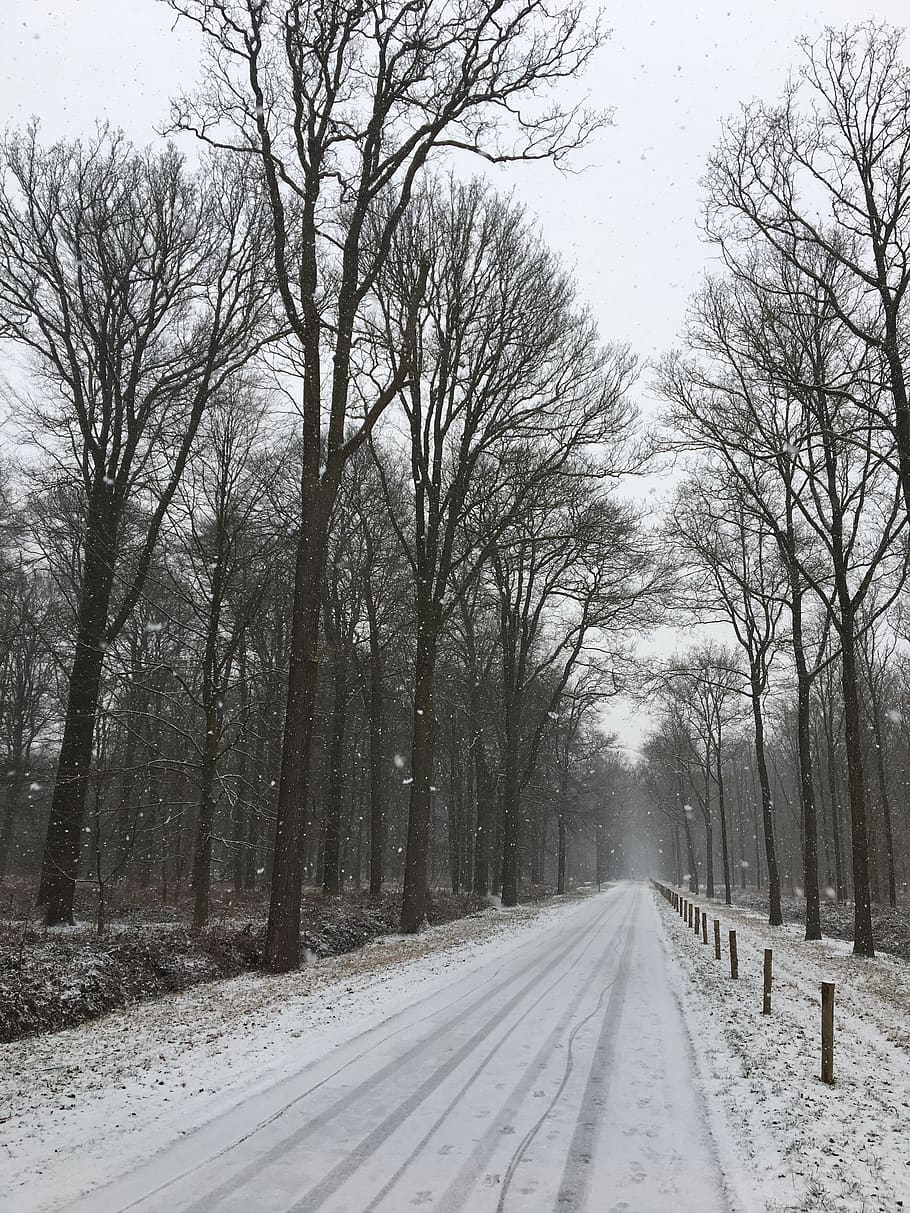 winter, forest, trees, landscape, snow, cold temperature, the way forward HD wallpaper