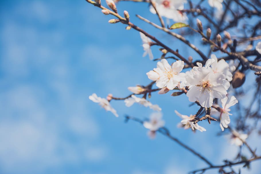 flower, white, petal, bloom, garden, plant, nature, autumn HD wallpaper