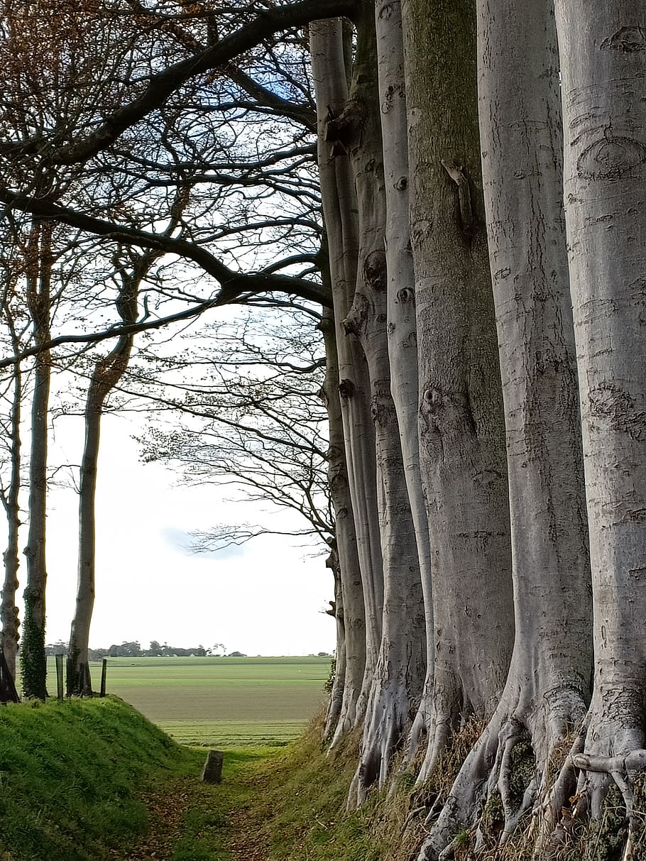 trees, autumn, landscape, normandy, plant, trunk, tree trunk HD wallpaper