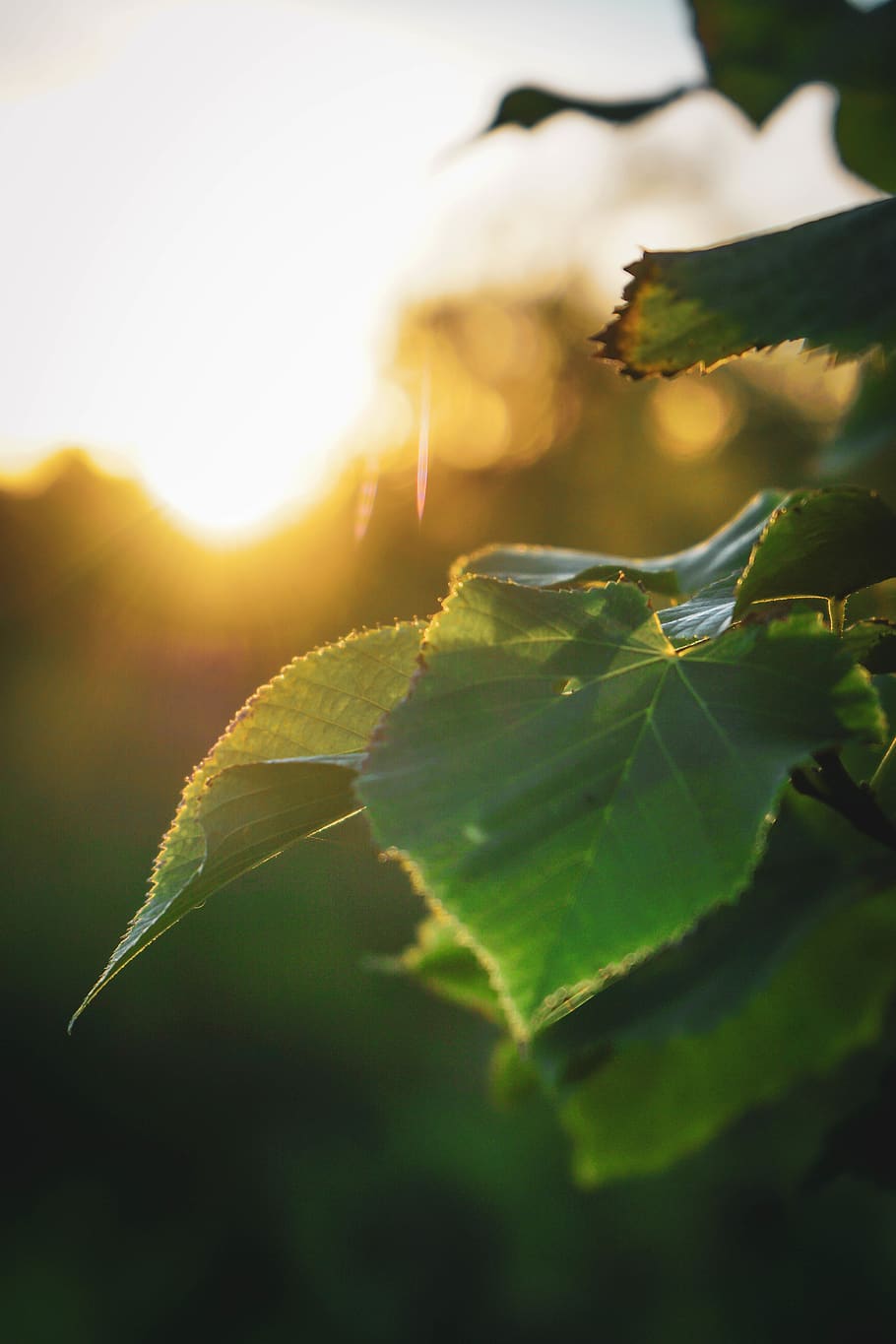 fall, sun, autumn, leaves, forest, bokeh, leaf, plant part HD wallpaper