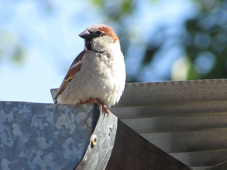 argentina, monte caseros, bird, vertebrate, one animal, perching HD wallpaper