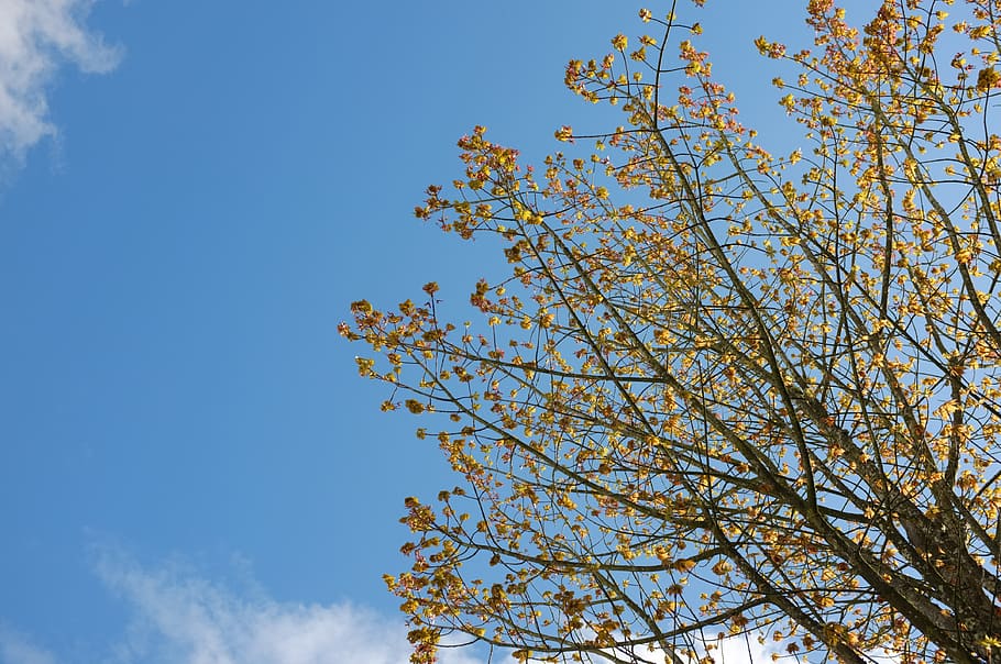 canada, toronto, trees, sky, low angle view, plant, beauty in nature HD wallpaper
