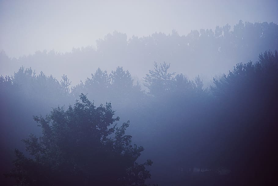 blue, trees, forest, woods, nature, landscape, foggy, sky, plant HD wallpaper