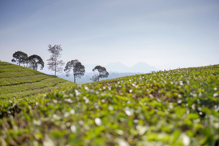 indonesia, trees, hill, tea, garden, plants, field, land, sky HD wallpaper