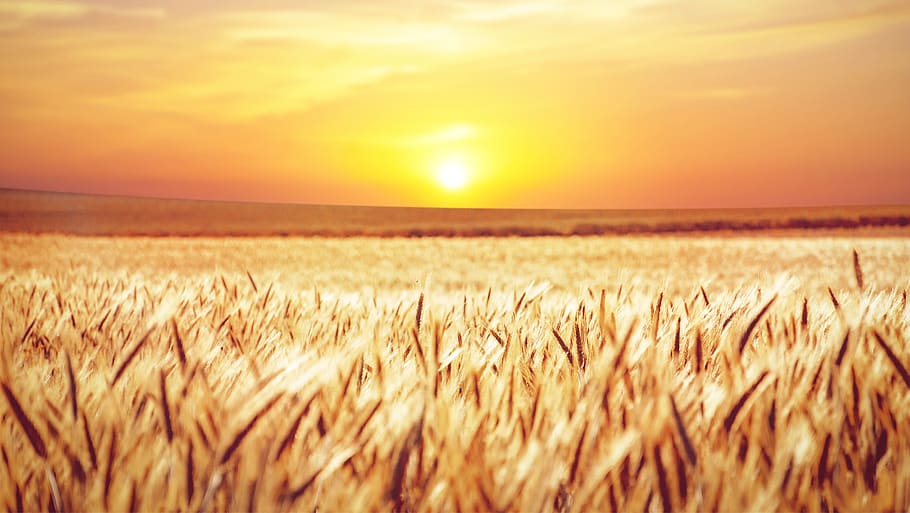 field, sunset, cornfield, grain, landscape, evening, sky, mood HD wallpaper