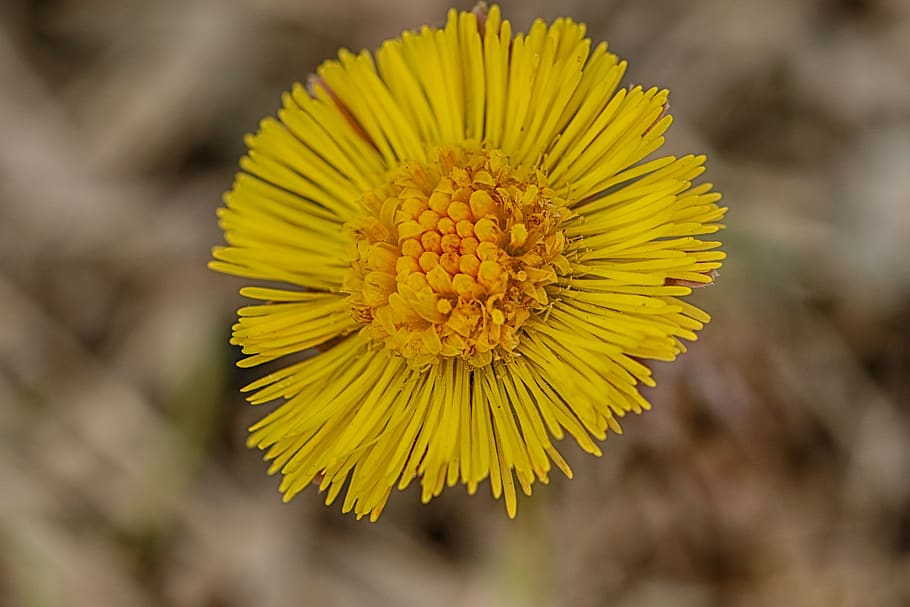 coltsfoot, yellow, spring, flower, macro, nature, flowering plant HD wallpaper