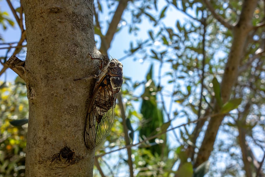 cicada, wing, nature, tree, cicadidae, hétérométaboles, close up HD wallpaper